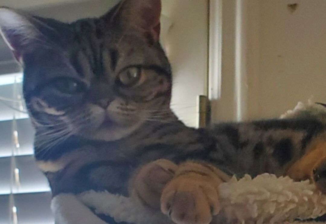 Purebred registered American Shorthair cat