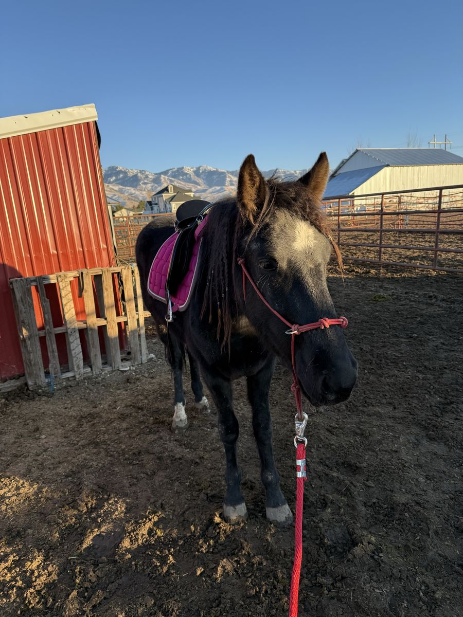3 year old mustang