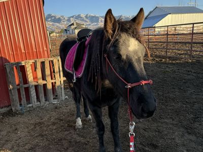 3 year old mustang