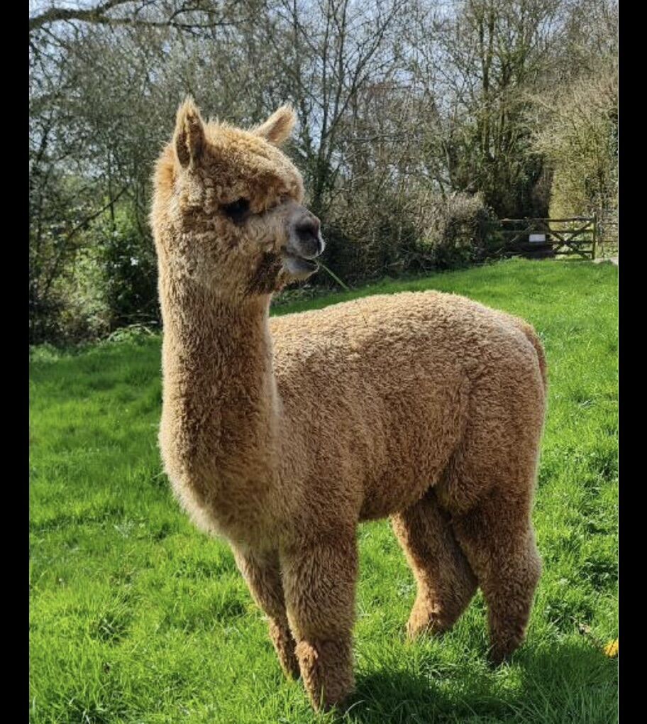 ISO Alpacas