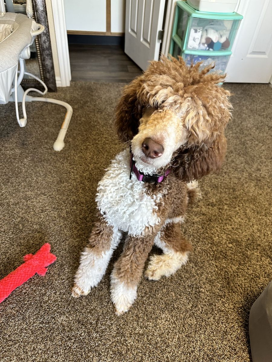 Standard poodle puppy
