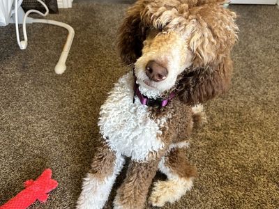 Standard poodle puppy