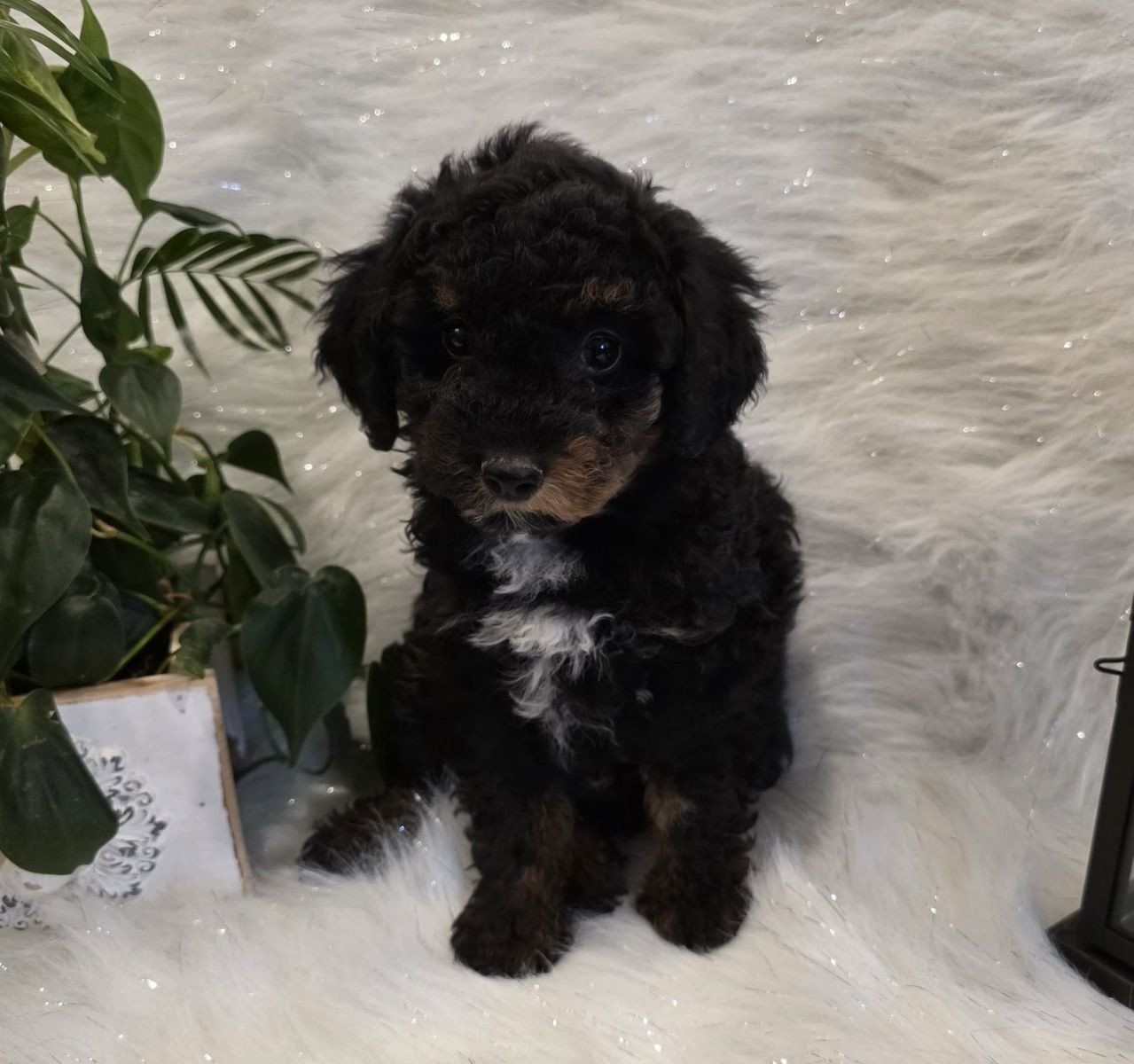 AKC Phantom Male Toy Poodle