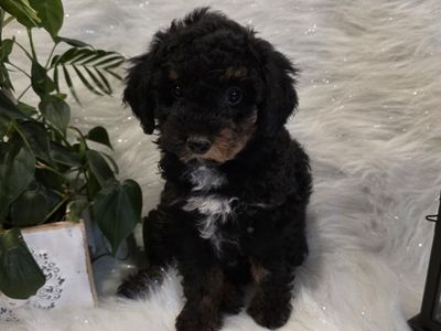 AKC Phantom Male Toy Poodle