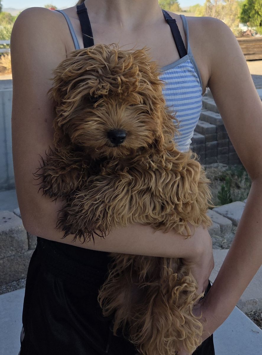 Red Cavapoo Dog (looking for guardian home)