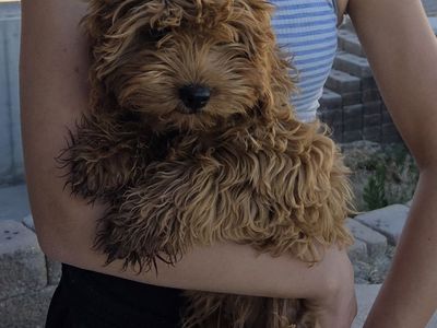 Red Cavapoo Dog (looking for guardian home)