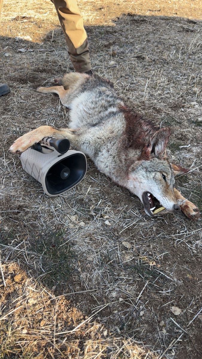 Lucky Duck Roughneck Coyote call