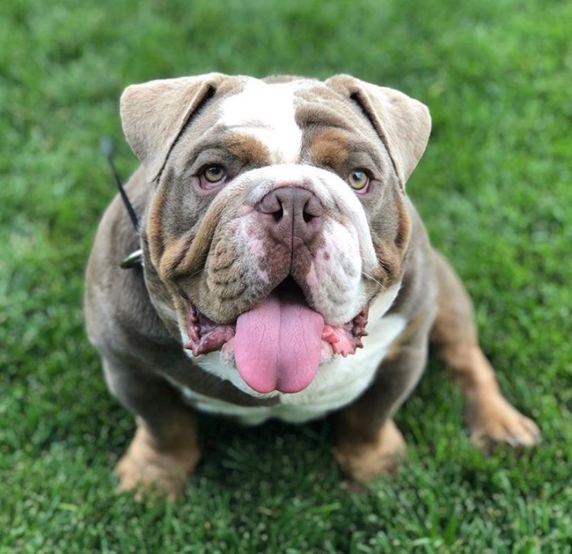 English Bulldog Stud