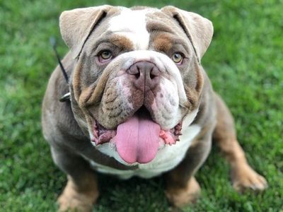 English Bulldog Stud