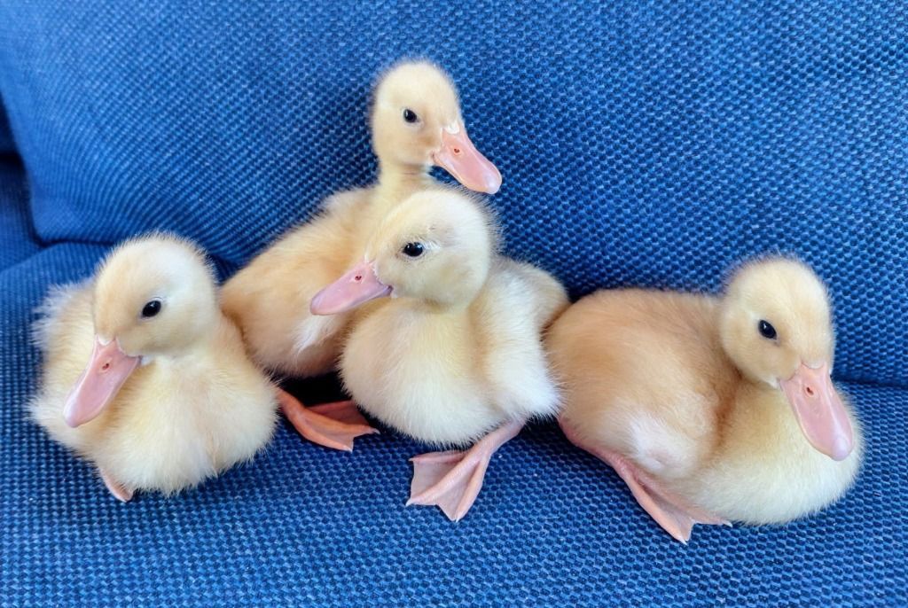 Ducklings: Cheddar, Charlie, Bitty and Scout