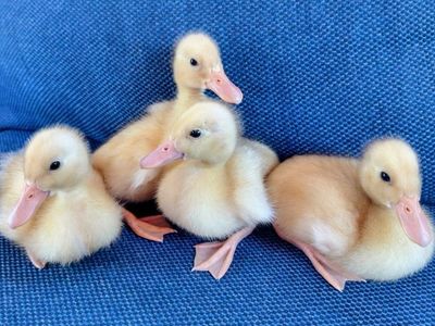 Ducklings: Cheddar, Charlie, Bitty and Scout
