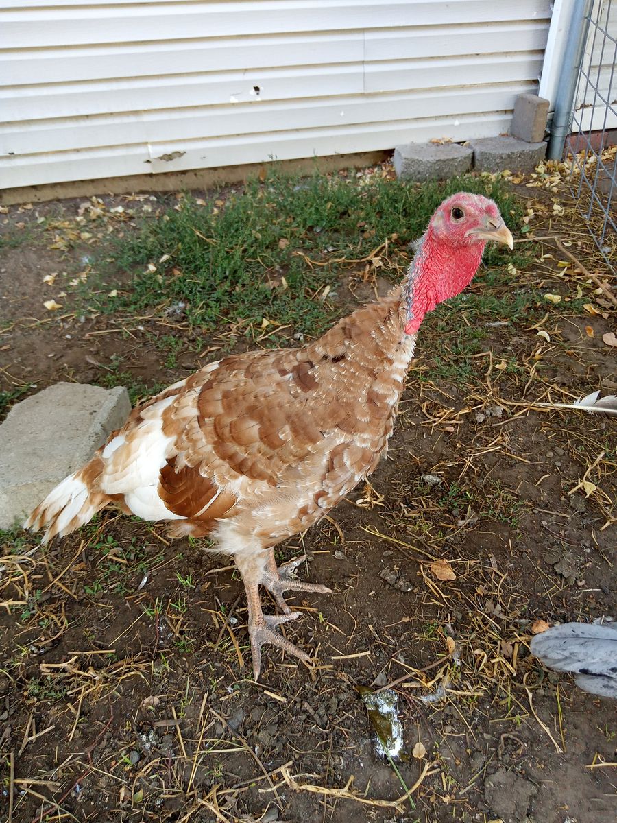 Red Bourbon Heritage Tom Turkey