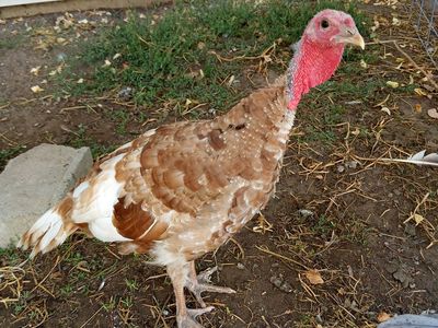 Red Bourbon Heritage Tom Turkey