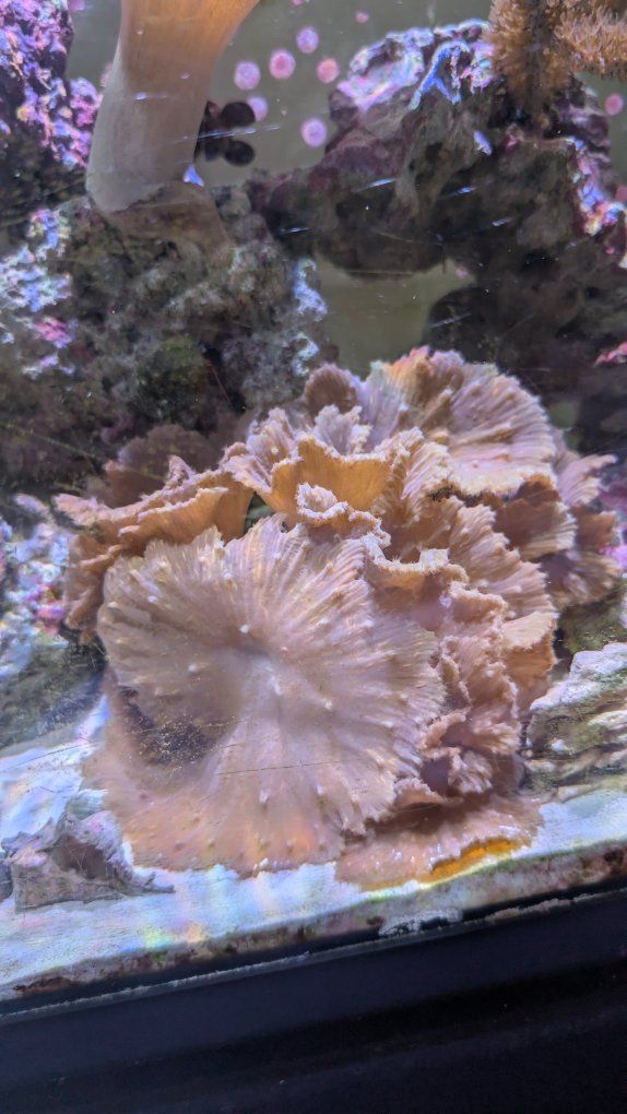 leather cabbage coral (beginner)