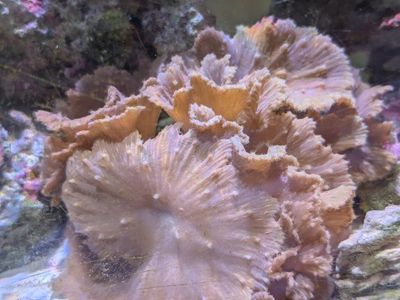 leather cabbage coral (beginner)