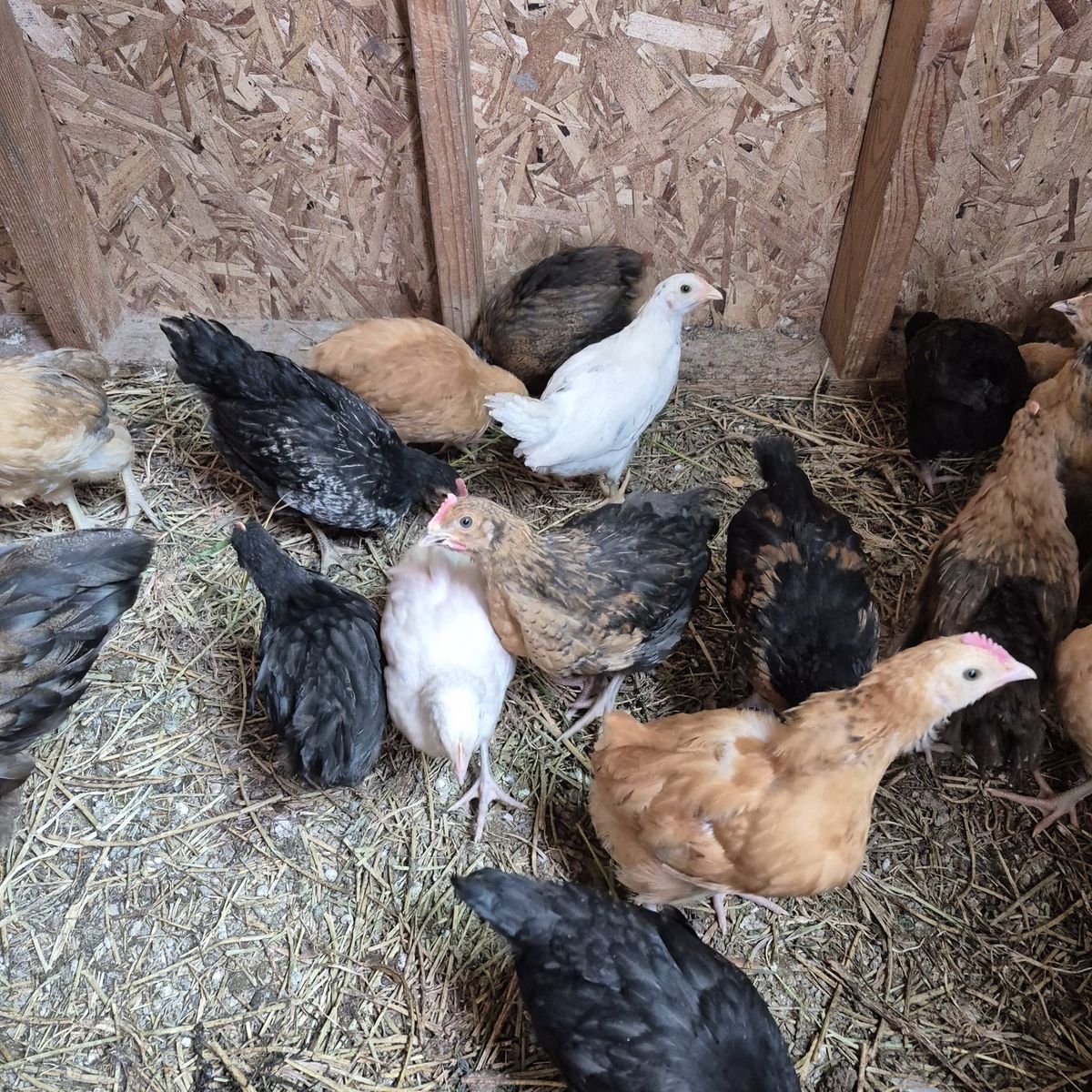 2 month old chicks! healthy and strong!