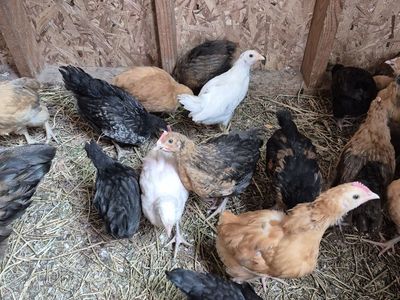 2 month old chicks! healthy and strong!