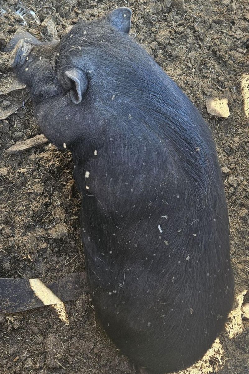 Kune kune / pot belly