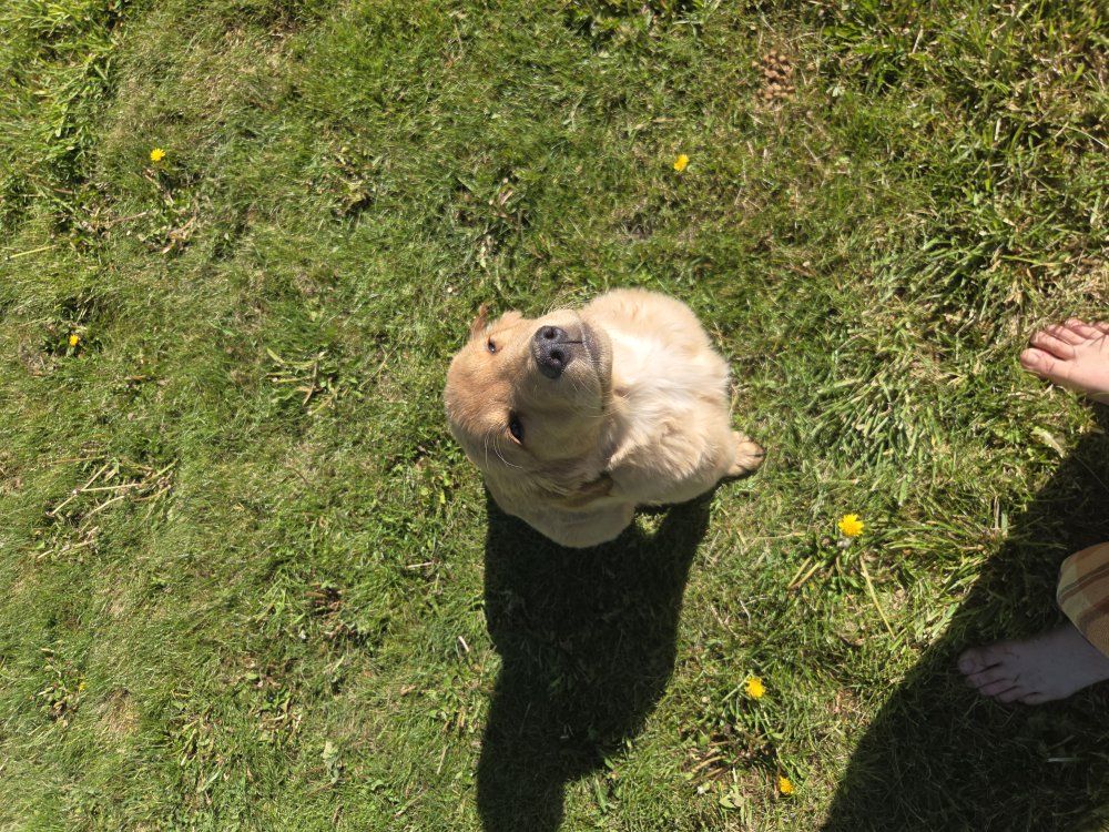 purebred gold retriever puppy