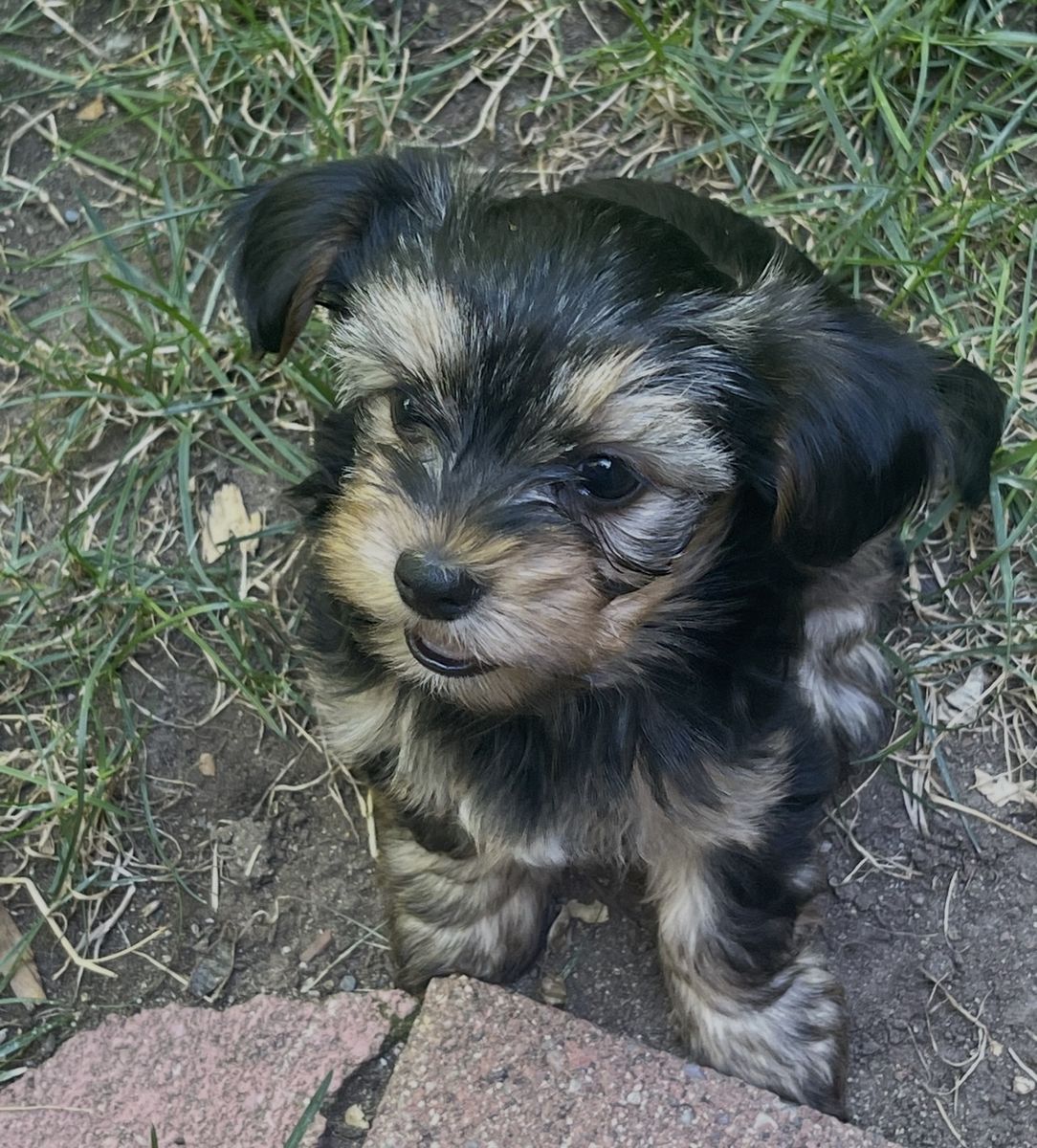 Female Yorkshire Terrier Puppy - Patches