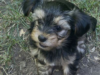 Female Yorkshire Terrier Puppy - Patches
