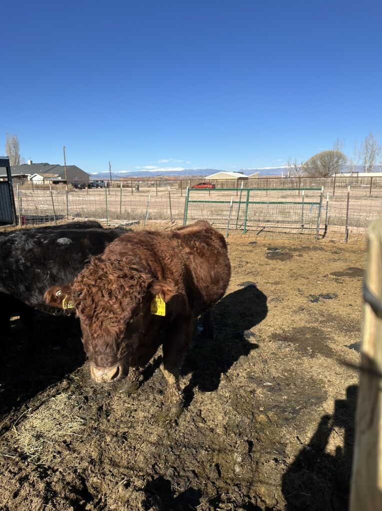 A2/A2 ADCA Dexter Bull