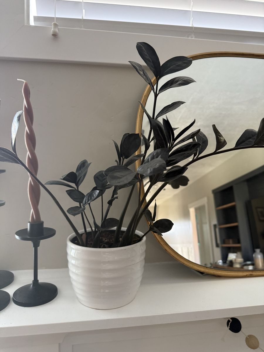 ZZ Plant 'Raven' in White Ceramic Pot - Easy Care, Dark Foliage Houseplant