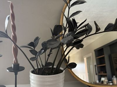 ZZ Plant 'Raven' in White Ceramic Pot - Easy Care, Dark Foliage Houseplant