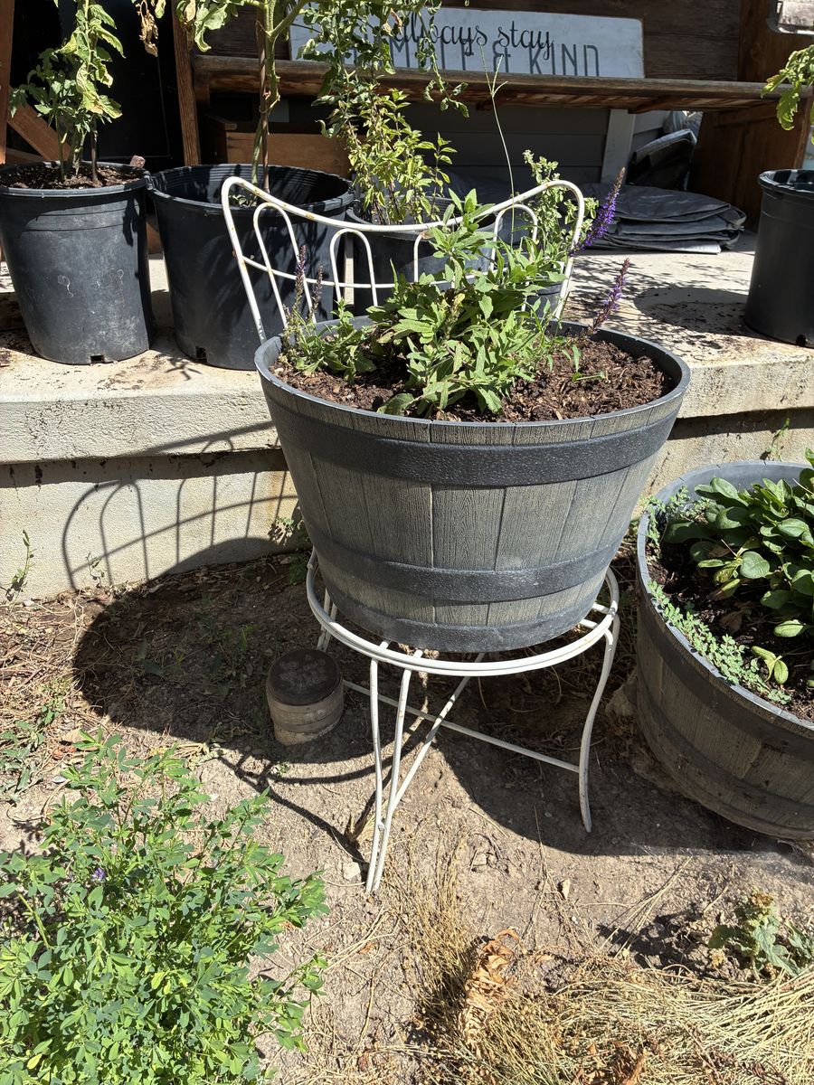 Vintage wrought iron patio chairs; works great for plant stand