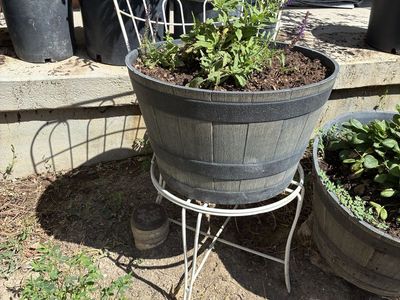 Vintage wrought iron patio chairs; works great for plant stand