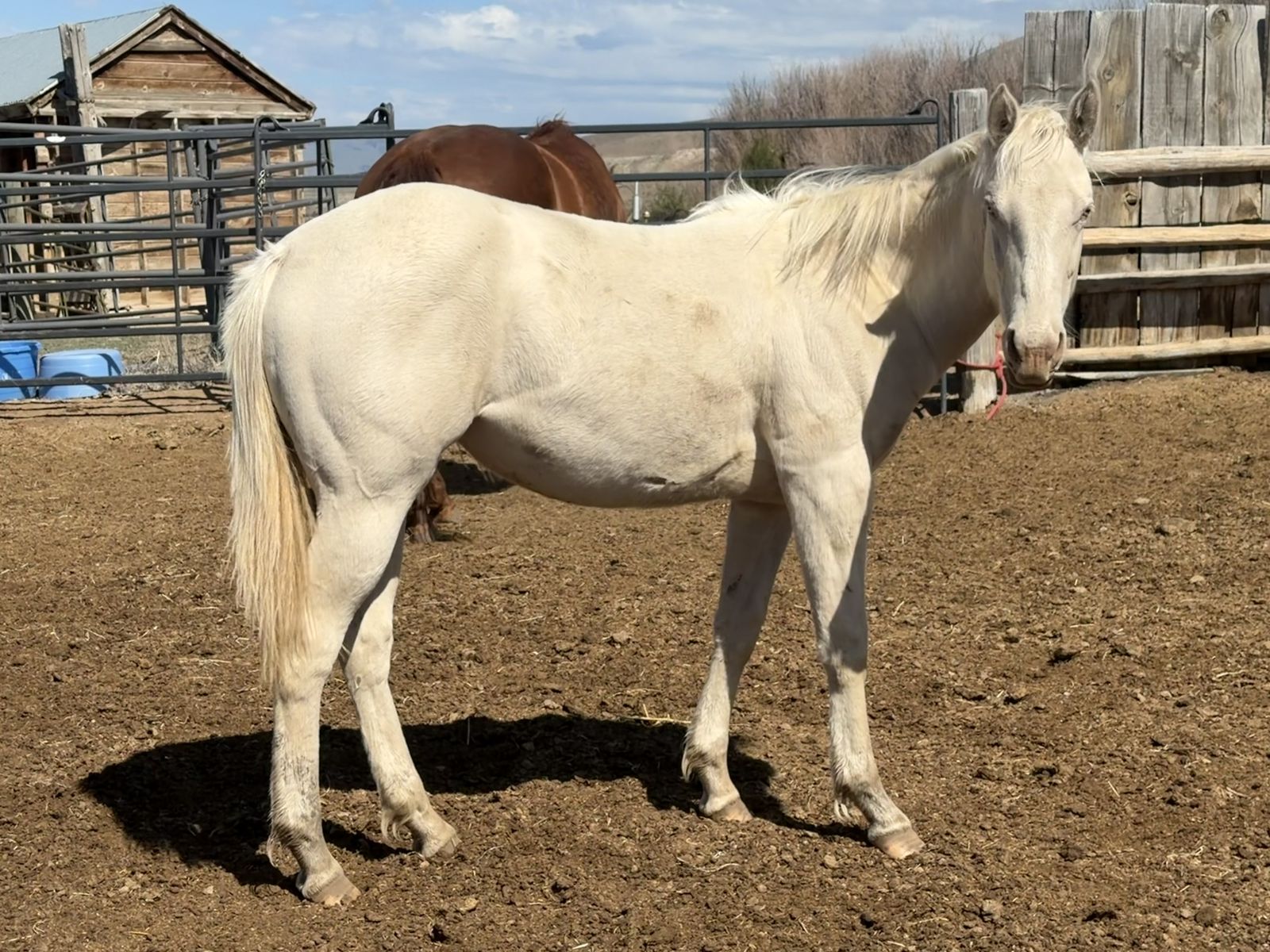 LQH Miss Steelwood 2025 Perlino filly driftwood/poco bueno