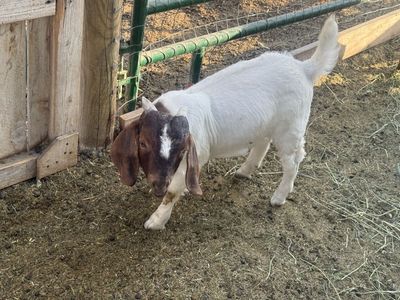 Boer goats