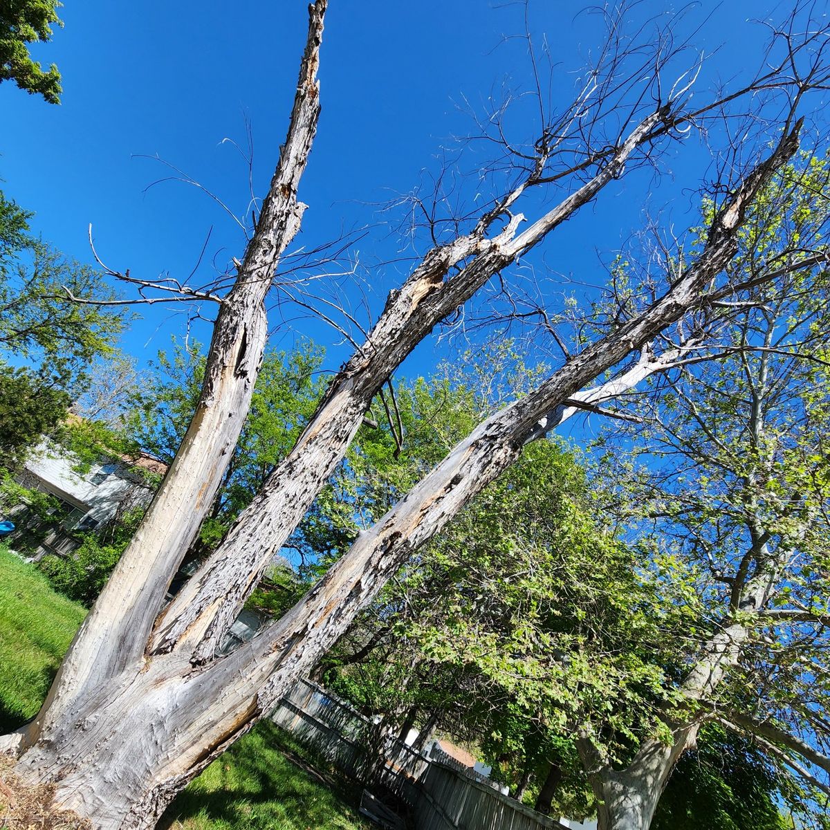 free fire wood if you remove!