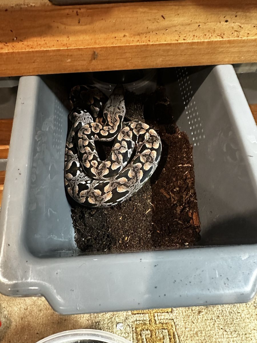Baby dumerils boas