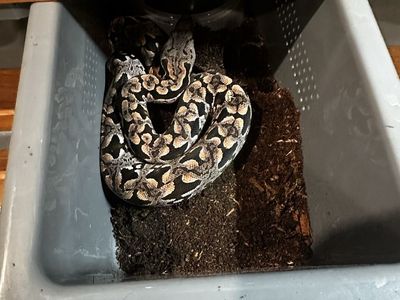 Baby dumerils boas