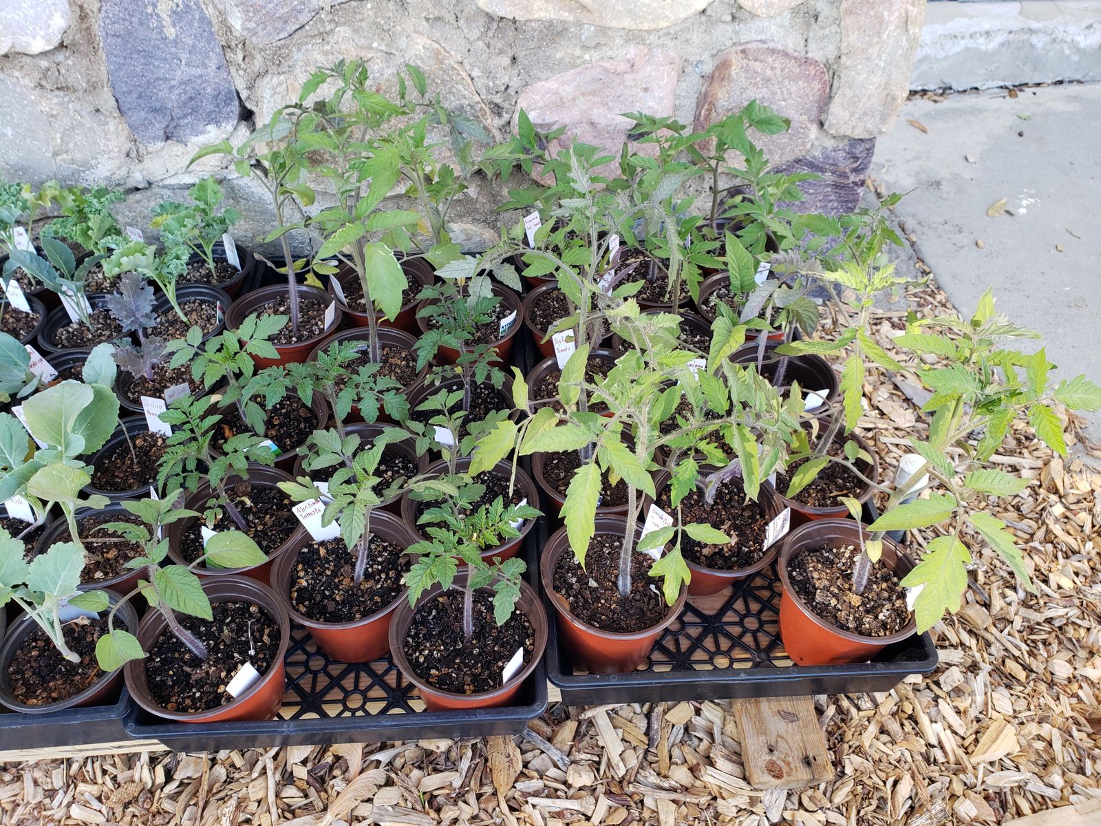 Organic Heirloom Tomato & Pepper Plant Starts