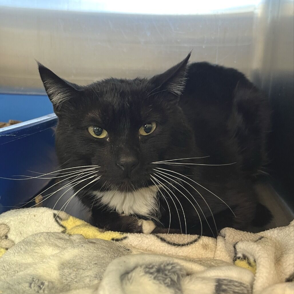 Hello my name is Sturgeon