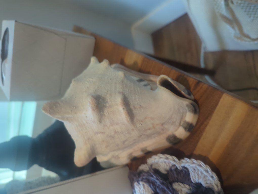 seashell