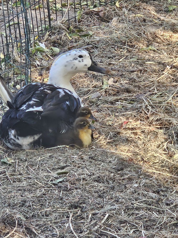 ducklings