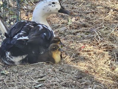 ducklings