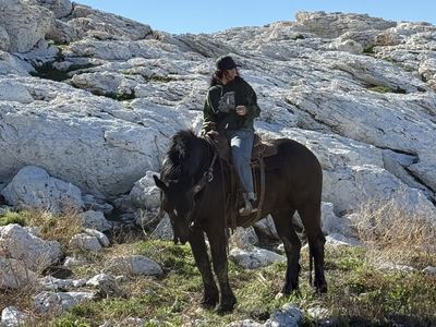 Percheron, Belgian Cross Stallion