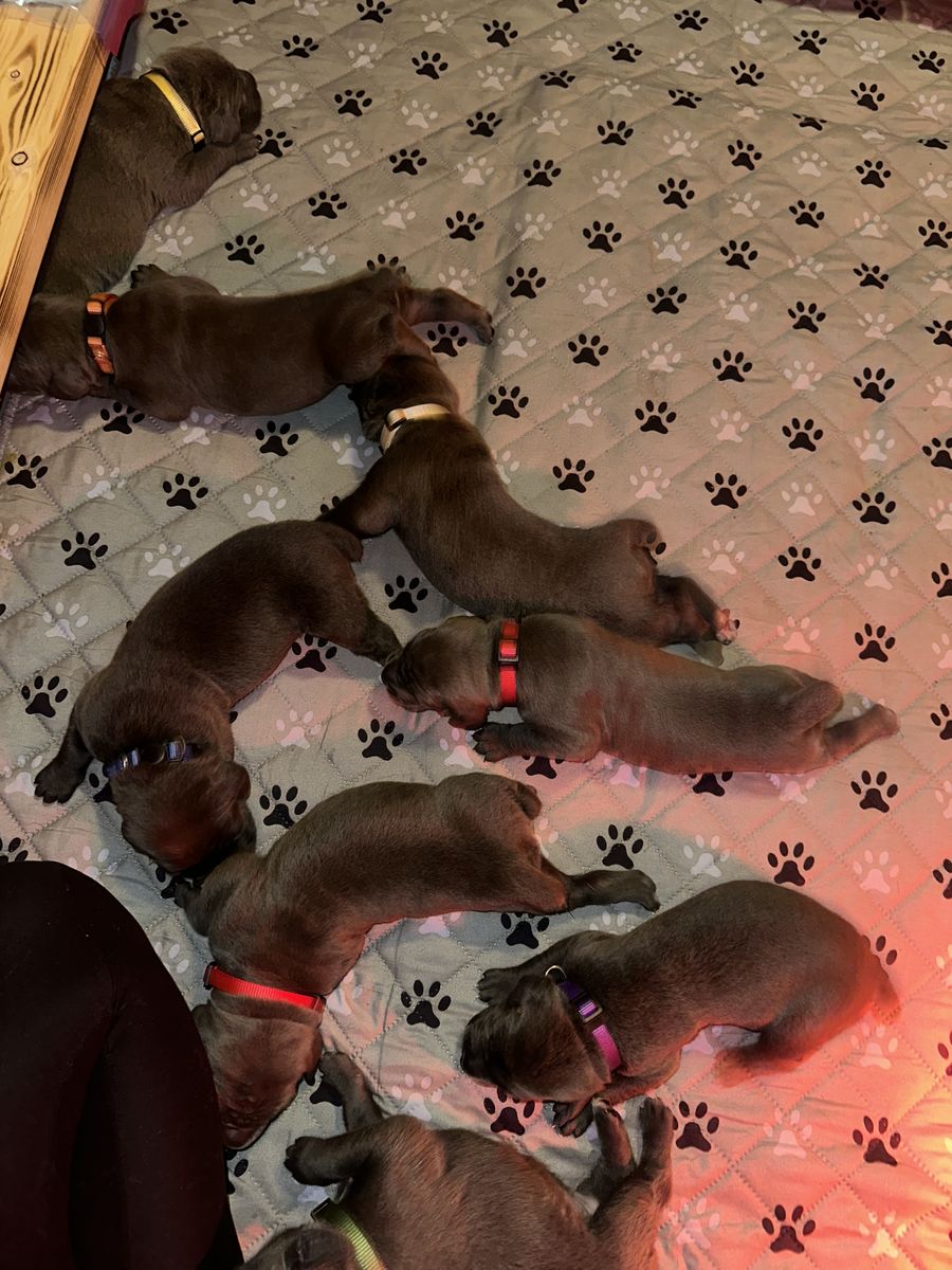 Corso Puppies