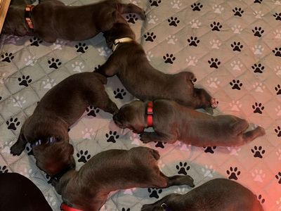 Corso Puppies
