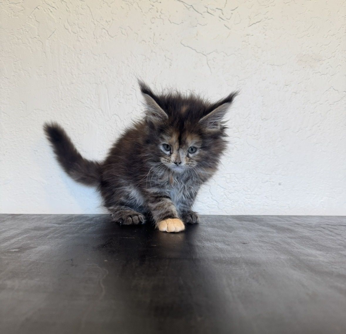 TICA Maine Coon Kitten