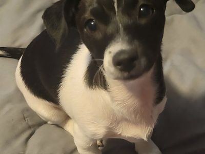 Female Chihuahua Mix for sale!
