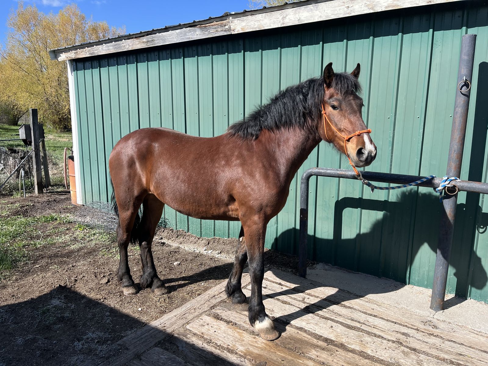 Almost 3 year old small half draft