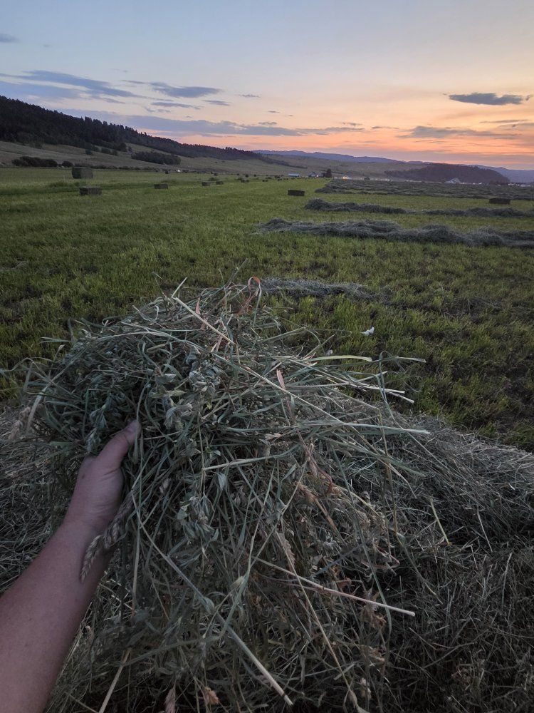 60/40 Alfalfa/orchard grass mix 80+ lb bales