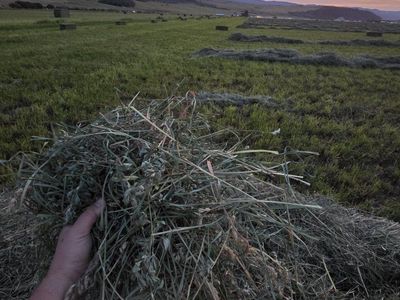 60/40 Alfalfa/orchard grass mix 80+ lb bales