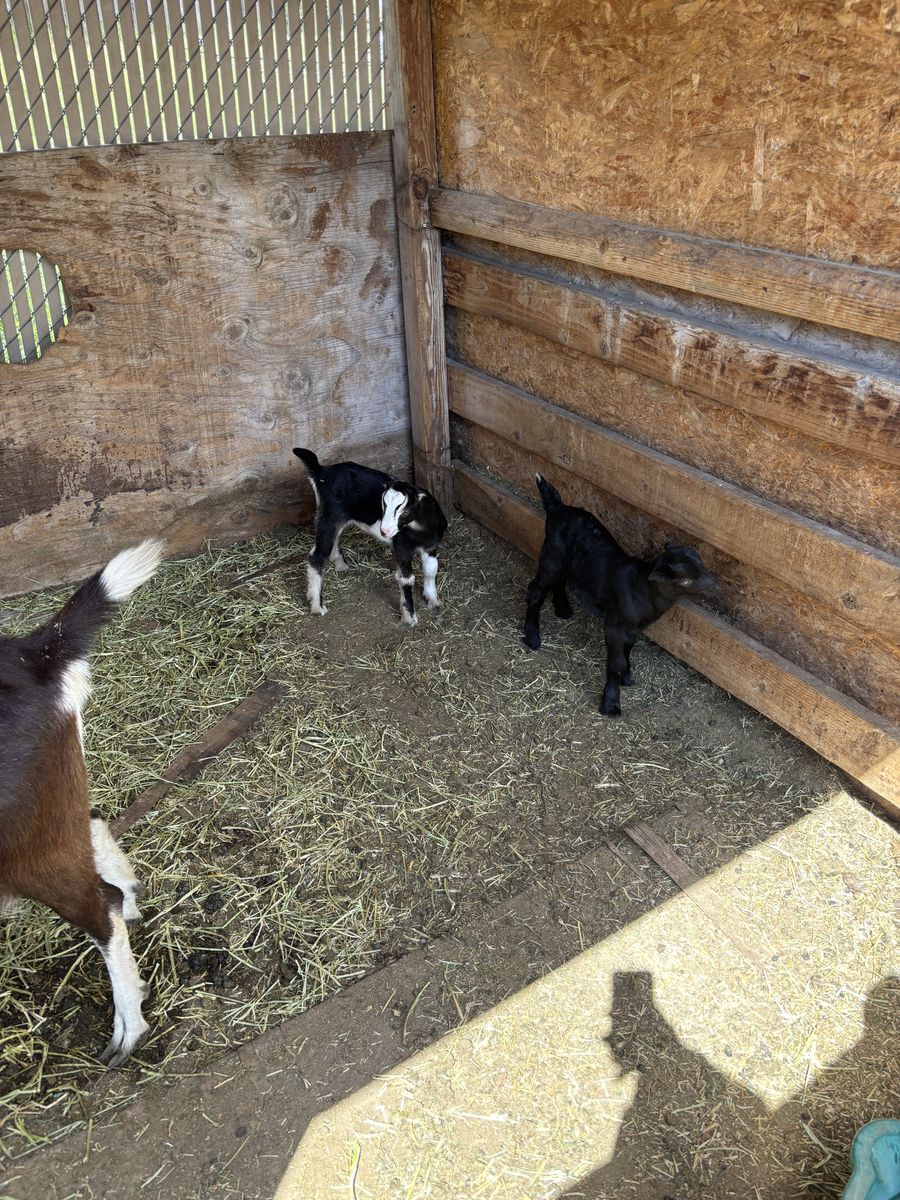 Two alpine cross baby goats