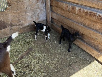 Two alpine cross baby goats